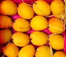 The sour tale of Indian mango exports to Australia