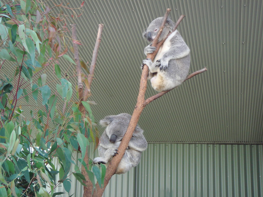 The clock is ticking on koala conservation – Neena Bhandari
