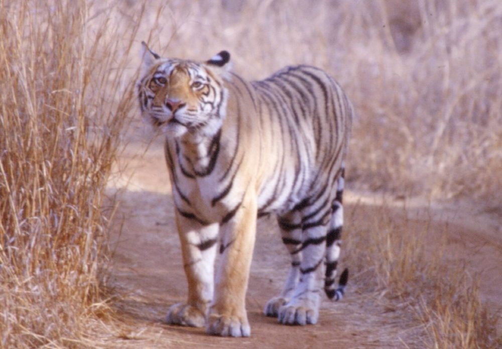 The thrill of tiger sighting: Kanha National Park